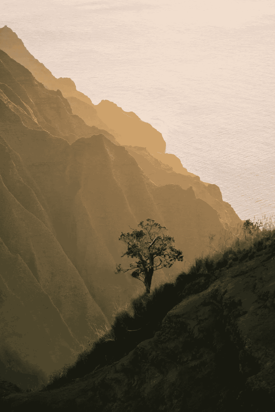 Tree in a hazy mountain landscape